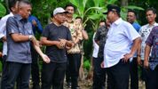 Cerita Budidaya Pisang Cavendish dari Pelosok Bumi Arung Palakka. (Dok. Istimewa).