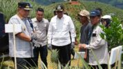 Bahtiar Baharuddin Target Tanam Nanas 20 Ribu Hektar di Sulsel. (Dok. Humas Pemprov Sulsel).