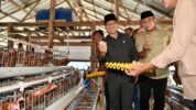Mendes Yandri Saat Panen Telur Ayam di Desa Kaliwedi Kabupaten Sragen